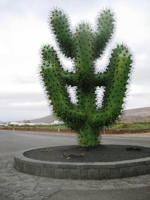 IMG_1471.JPG - Jardín de Cactus (Stahlkaktus)