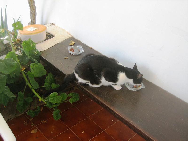 IMG_1494.JPG - Eine von meinen beiden Gastgeberkatzen (Typ verfressene Schusekatze)