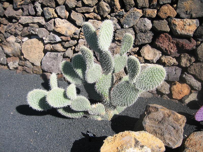 IMG_1519.JPG - Jardín de Cactus