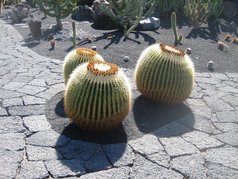 IMG_1526.JPG - Jardín de Cactus