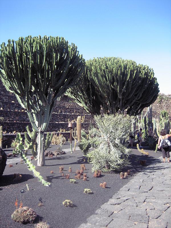 IMG_1532.JPG - Jardín de Cactus