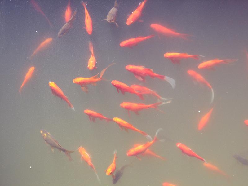 IMG_1534.JPG - Jardín de Cactus