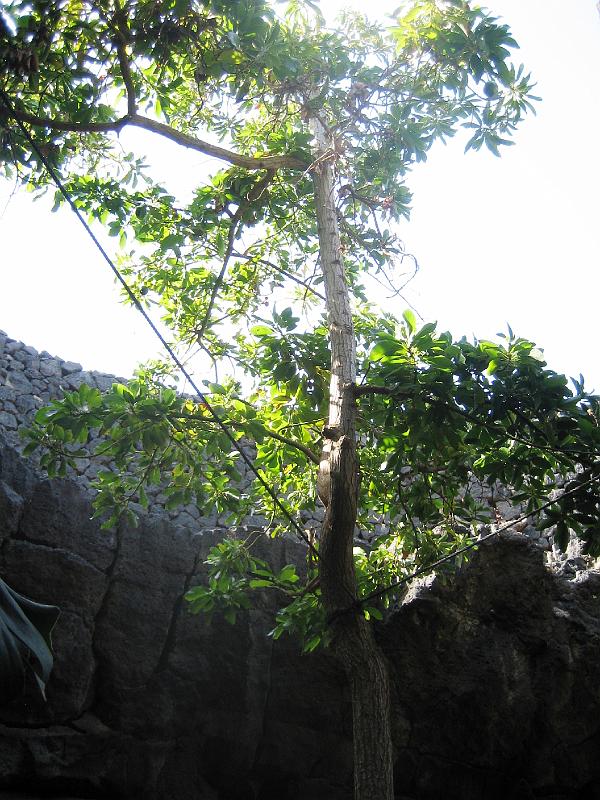 IMG_1613.JPG - César Manrique's Garten