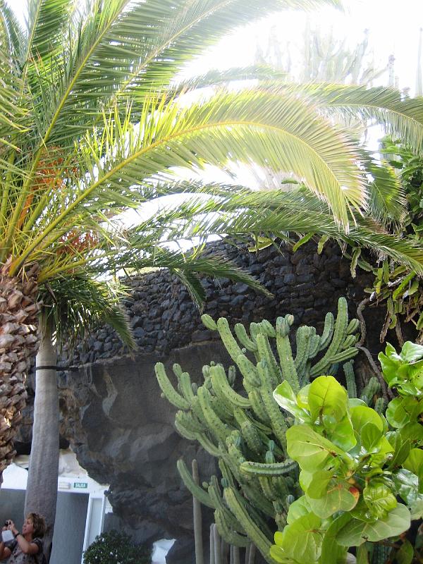 IMG_1623.JPG - César Manrique's Garten