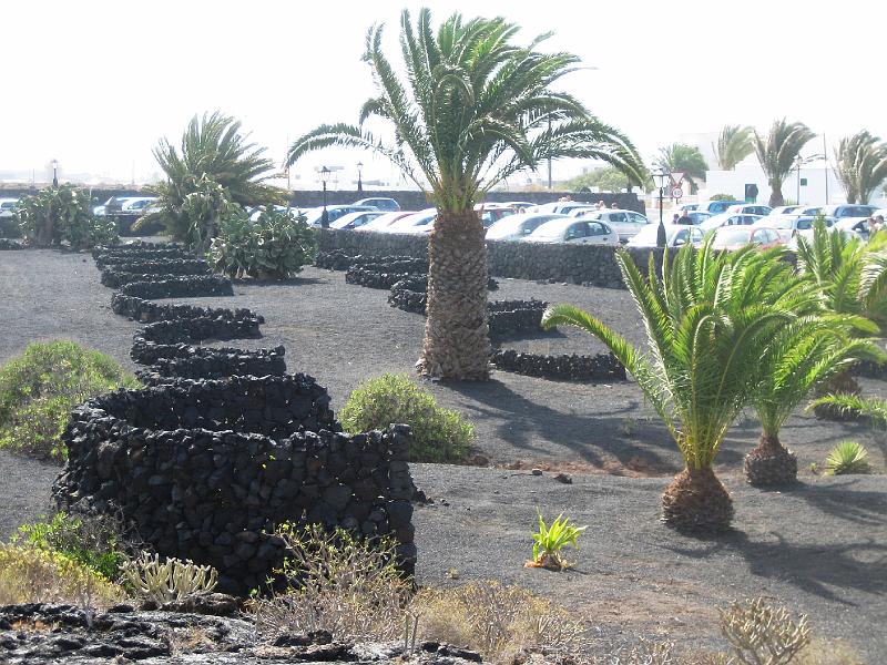 IMG_1642.JPG - César Manrique's Vorgarten